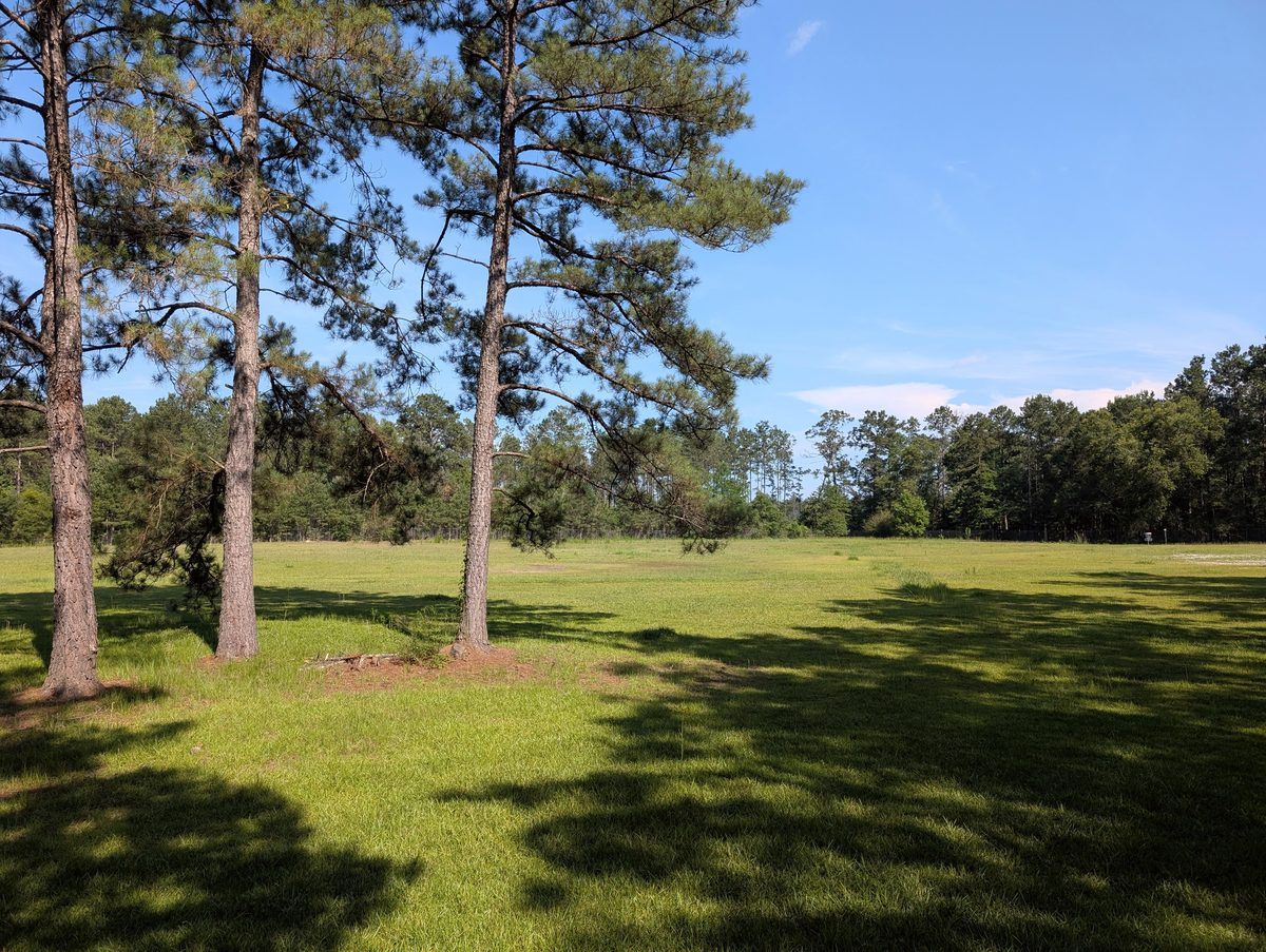 The 5-acre prairie field at the Solomon Center, open grassland edged by Louisiana pine