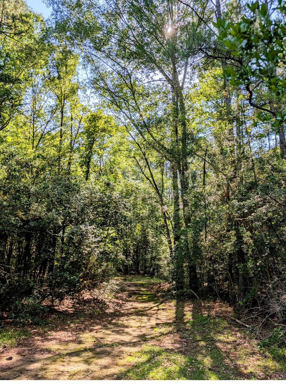 A wooded trailhead at the Solomon Center, sunlight filtering through Louisiana pine and hardwood